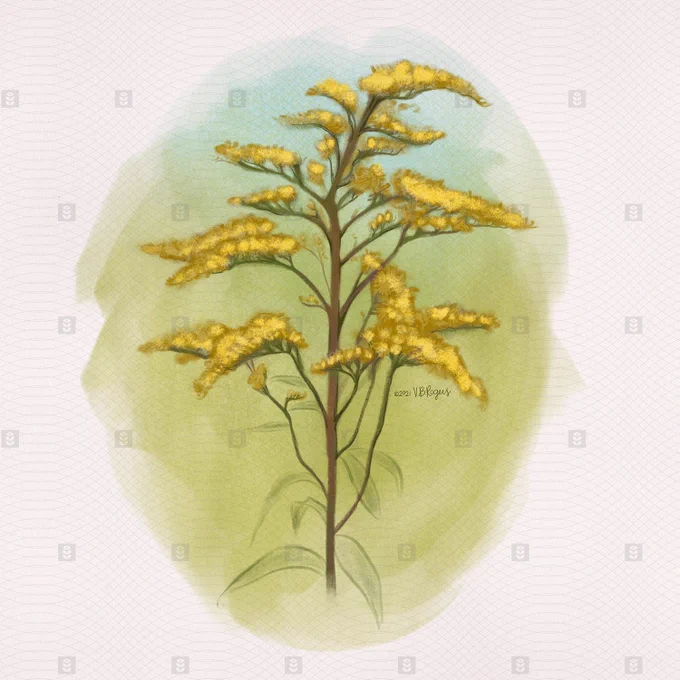 A watercolor style drawing of a goldenrod or solidago stalk. The main stem is brown, with fluffy golden flowers branching off the main stem.