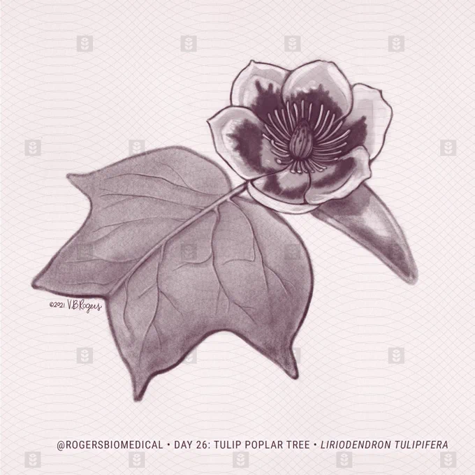 A charcoal style drawing of a tulip poplar tree flower and characteristically shaped tulip poplar tree leaf. The drawing is in shades of dark purple on a plain background