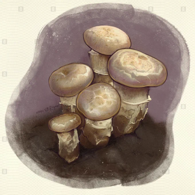 A drawing of an unidentified mushroom species. Five white-ish mushrooms appear on a brown and purple watercolor wash background. Their stems are papery looking and the caps are rounded and slightly cracked.
