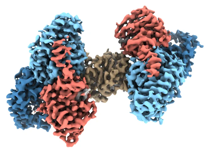 Cryo-EM reconstruction of the Cas4-Cas1-Cas2 complex with regions of density corresponding to each subunit colored differently.