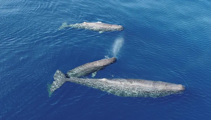 A sperm whale calf blows between a mother and a juvenile