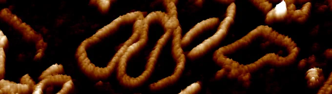 A sepia image of 3 DNA minicircles on a black surface