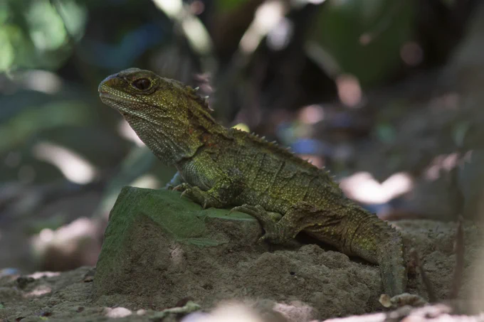 Tuatara