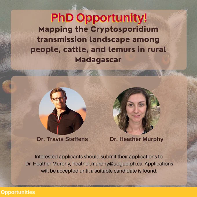 A graphic promoting a PhD Opportunity at the University of Guelph with Dr. Travis Steffens and Dr. Heather Murphy (photos provided). The project is entitled "Mapping the Cryptosporidium transmission landscape among people, cattle and lemurs in rural Madagascar." Additional text states that "Interested applicants should submit their applications to Dr. Heather Murphy, heather.murphy@uoguelph.ca. Applications will be accepted until a suitable candidate is found." A photograph of a lemur is provided as a background for the graphic.