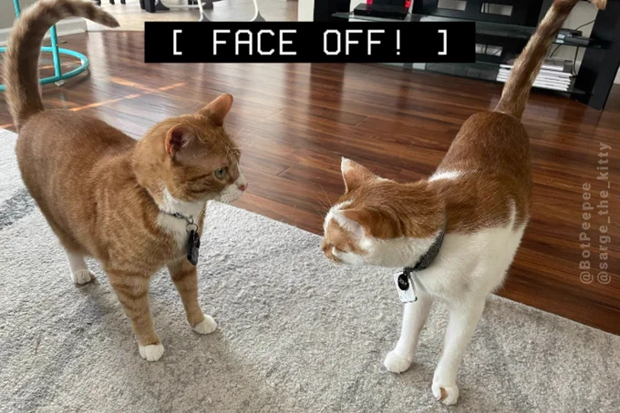 Brother cats Sarge and Benny face each other, locked in a staring content. A closed caption appears in the center top of the image.

Caption: [ FACE OFF! ]