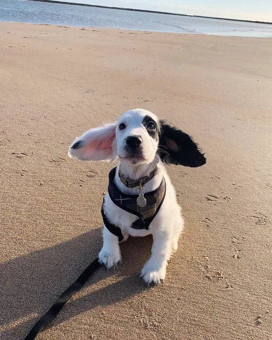 a medium-sized cocker spaniel in a harness sits on a smooth sandy beach. a little bit of water and sky is visible behind her. she is mostly white with a black spot over her left eye and a black left ear. the sun casts a warm glow against her left side, and both her ears are out like sails to either side of her body.