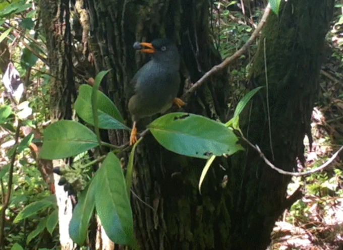 Fig 3. Hypsipètes-borbonicus-réunion Crédit photo : Albert S. Encyclopédie de l'environnement, 2022