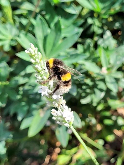 White tailed bumblebee hugging a lavender stem
