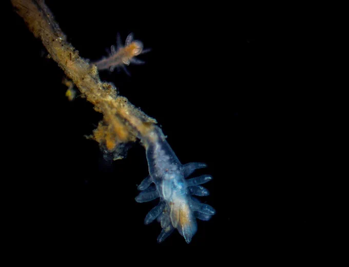 Turritopsis dohrnii polyps - the immortal jellyfish 