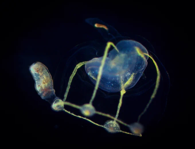 Corymorpha sp. hydromedusa