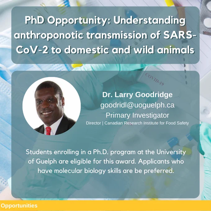 A graphic that promotes a PhD opportunity with Dr. Larry Goodridge, Director of the Canadian Research Institute for Food Safety at the University of Guelph (photo provided). Text reads "PhD Opportunity: Understanding anthroponotic transmission of  SARS-CoV-2 to domestic and wild animals." Additional text includes Dr. Goodridge's email: goodridl@uoguelph.ca.