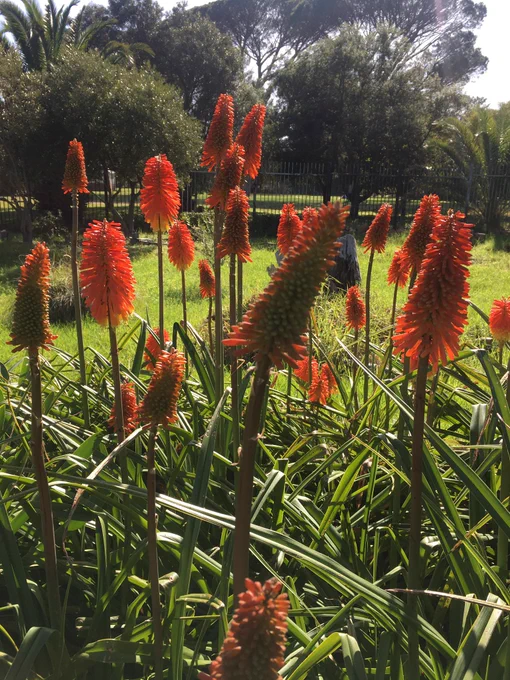 Orange flowers of many green plants with long leaf blades