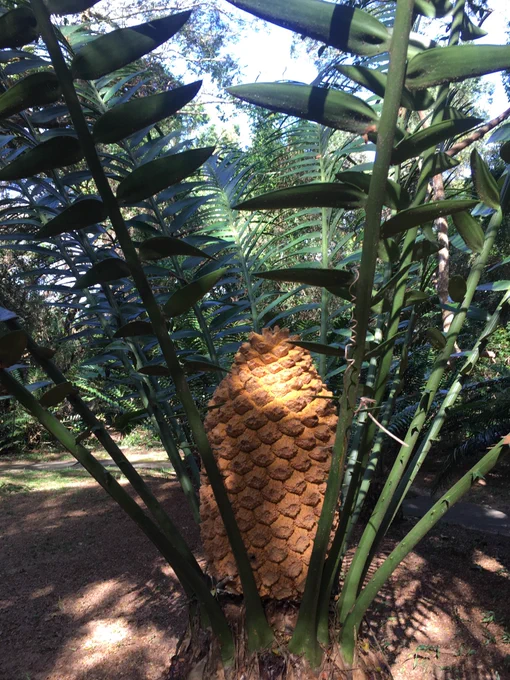 Orange cone stemming from green coloured spikes with leaves