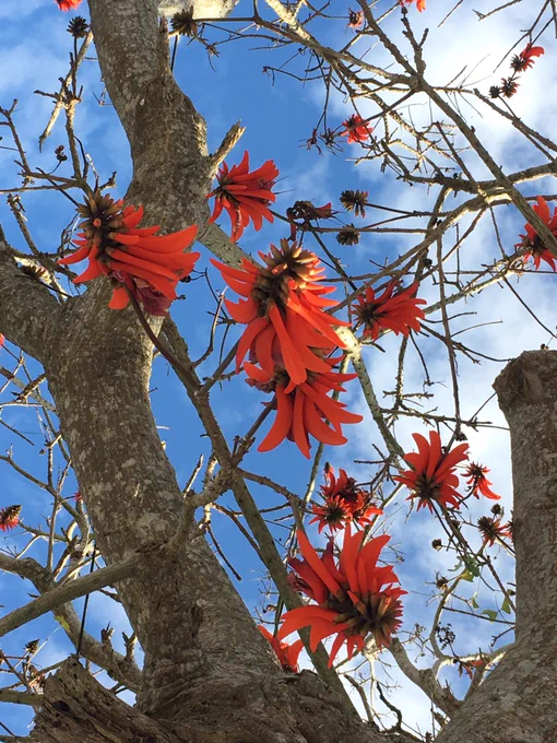 Coral coloured flowers on light brown branches without leaves against a blue sky