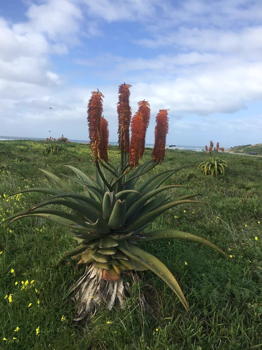 Orange flowers on a plant with broad leaves