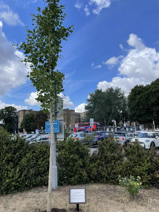 A gingko tree planted by a hospital car park, with a plaque on the ground next to it.