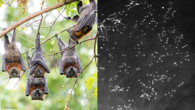 Roosting grey-headed flying-foxes up-close and aerial thermal image of roosting flying-foxes 