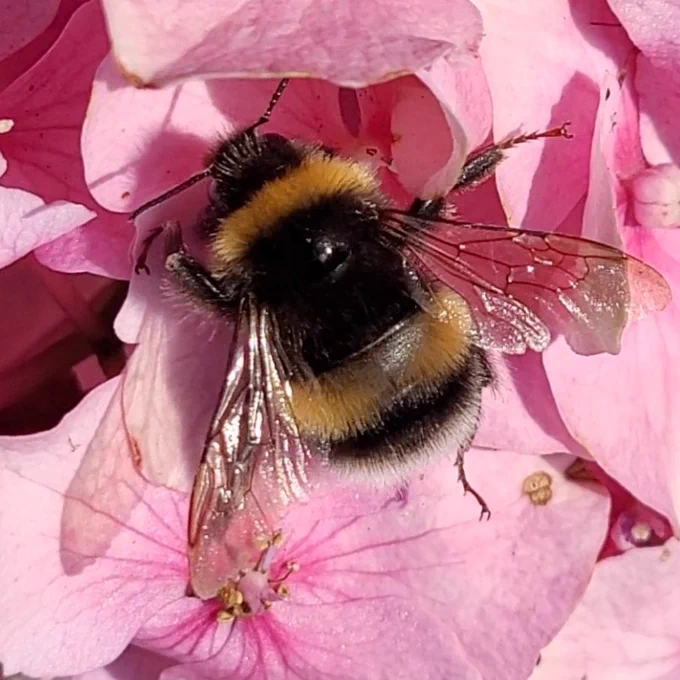 Queen white tailed bumblebee on pink hydrangea 