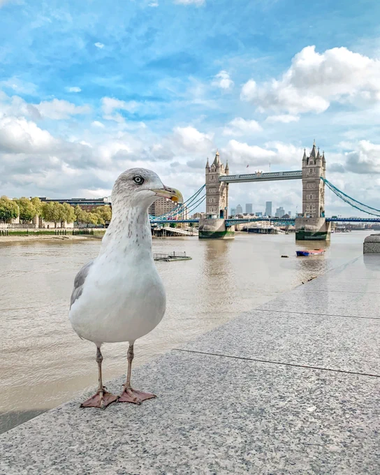 Seagull stood on wall next to the Thames with view of Tower Bridge
