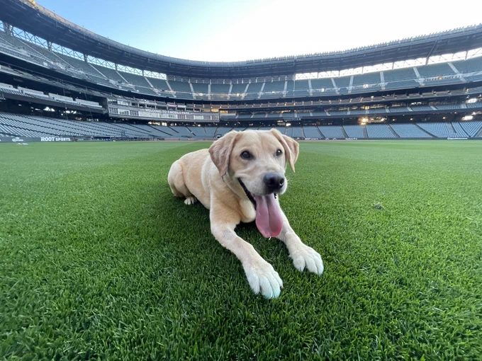 Tucker, a 4-year-old lab and golden retriever mix, happily lays in the outfield grass at T-Mobile Park.