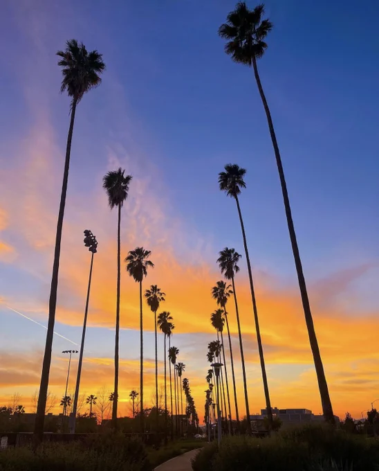 Palm tree lined street at sunset with the sky in colors of orange, pink, yellow