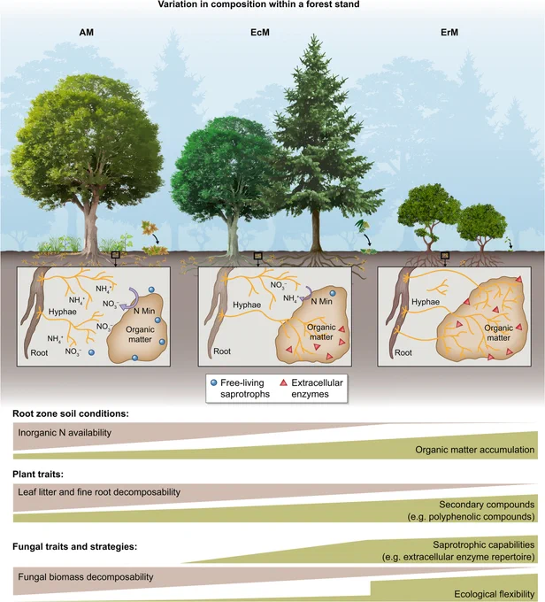 Read (1991) and Read & Perez-Moreno (2003) hypothesized that the relative abundance of arbuscular (AM), ecto- (EcM) and ericoid mycorrhizal (ErM) plants vary predictability across broad, climate-associated gradients of decomposition rates, soil organic matter (SOM) accumulation and inorganic nitrogen (N) limitation owing to differences in plant and fungal functional traits among these groups. 