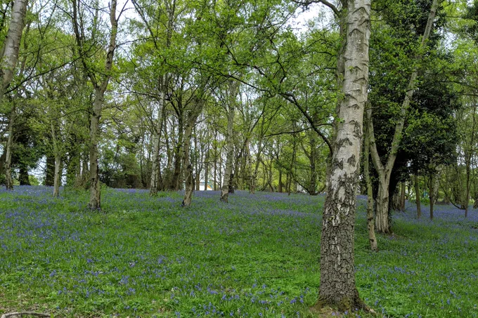 Bluebells in woodlands on the University of Kent campus by Emily Mason
