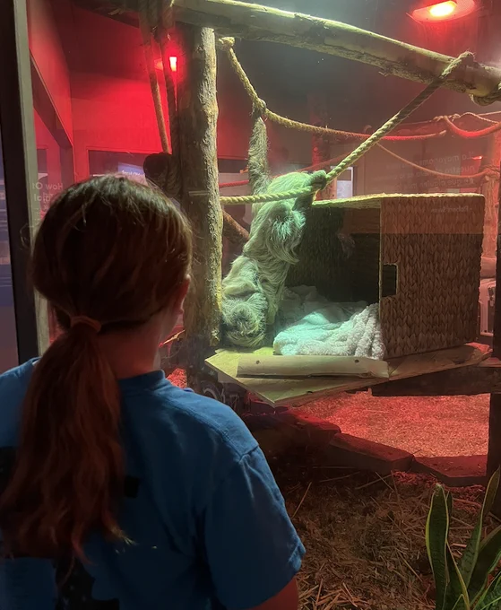 Girl looking at sloth