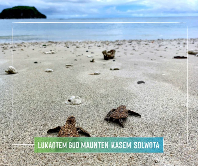 Endangered Hawksbill baby sea turtles (Eretmochelys imbricata) on the beach Malekula, Vanuatu. Image credit: Christopher Bartlett, Resilience