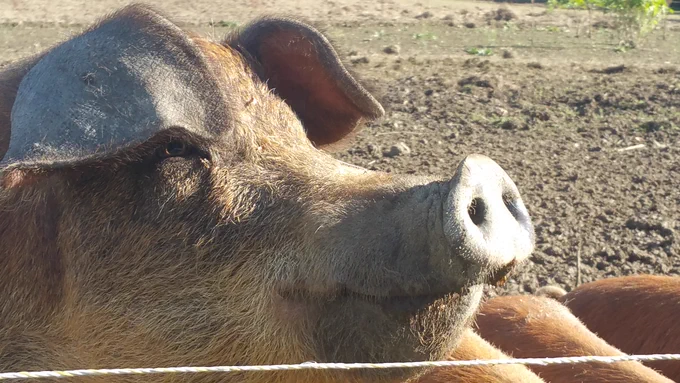 Schwein gehabt