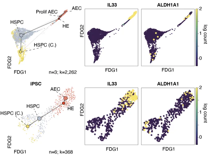 FDG overlaid with PAGA showing trajectory of HE transition to HSPC in YS scRNA-seq data (n=3; CS10, 11 and 14; k=2,262) (top) and iPSC-derived HSPC scRNA-seq data (n=7, k=437) (21) (bottom), with feature plots of key genes (IL33, ALDH1A1) involved in endothelial to hemogenic transition