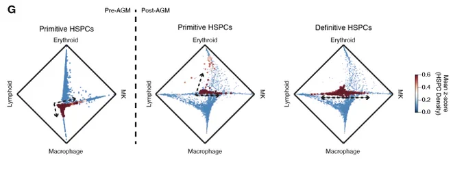 Circular plots showing relative absorption probabilities of lineage-state transition between primitive HSPCs in the YS pre-AGM (CS10-11) (left) and primitive and definitive HSPCs in the YS post-AGM (>CS14) (right). Colour indicates the HSPC population density as a z-scored kernel density estimation (KDE) score and the position of HSPC population densities indicate respective lineage priming probability between Macrophage, lymphoid (NK and B lineage), erythroid and MK terminal states.