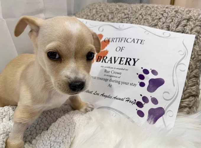 a cute puppy with a "certificate of bravery"