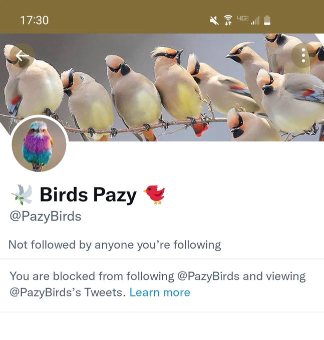 Image of screenshot showing I've been blocked by the twitter page @BirdsPazy  that shares bird pics and doesn't want to credit photographers