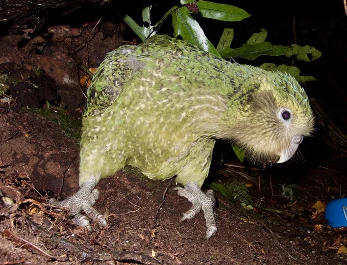 A juvenile kākāpō on the forest floor at night.