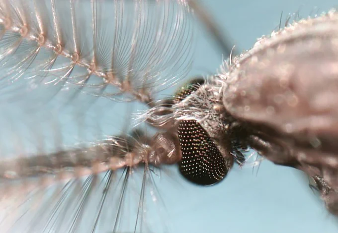 Close-up photo of an anopheles gambiae mosquito. Credit: Alekos Simoni