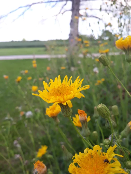 Yellow flowers are in focus while long green stems, grass, and a large tree are blurred in the background. The sky is white and blurry. 