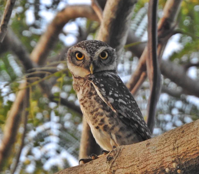 A spotted owlet expressing its contempt while perched on a branch - shot in Chennai.