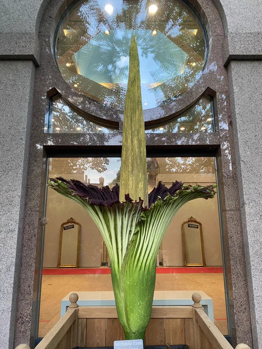 Corpse flower blooming. Red center