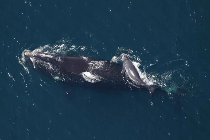 A North Atlantic right whale mother and calf swim at the surface of the water.
