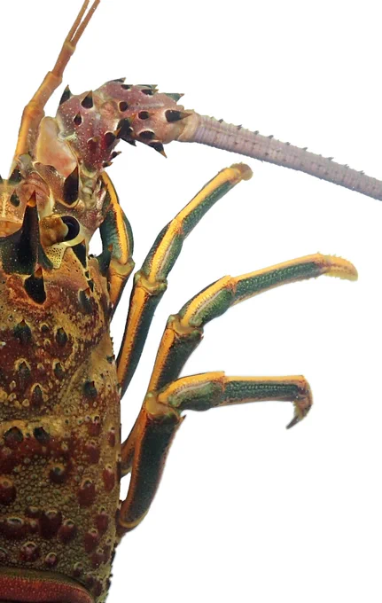 Dorsal view of spiny lobster with lots of colors and texture on exoskeleton