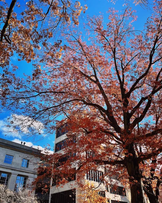 Fall foliage on MIT Campus, Cambridge, MA. Blue skies, tall tree with orange leaves. Buildings in the distance. 