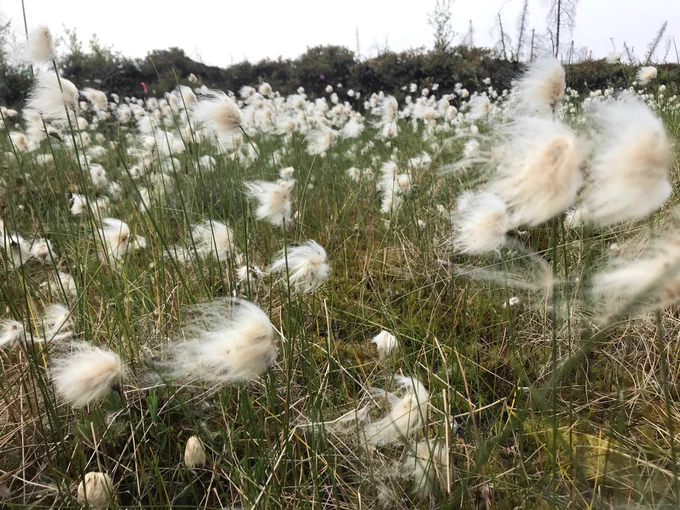 Image of cotton grass in a fen.