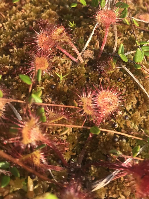 Image of sundews on moss.