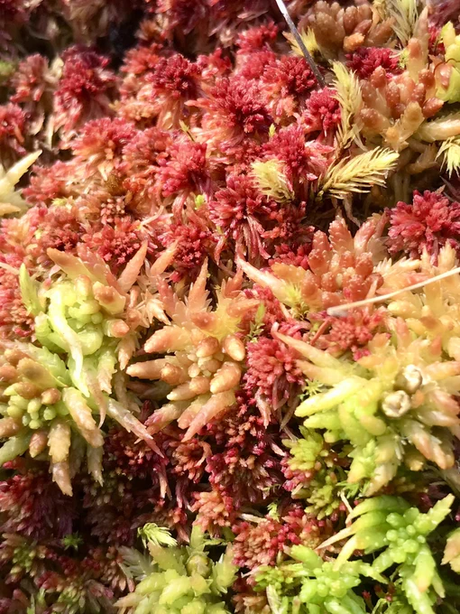 Image of red and green Sphagnum moss.