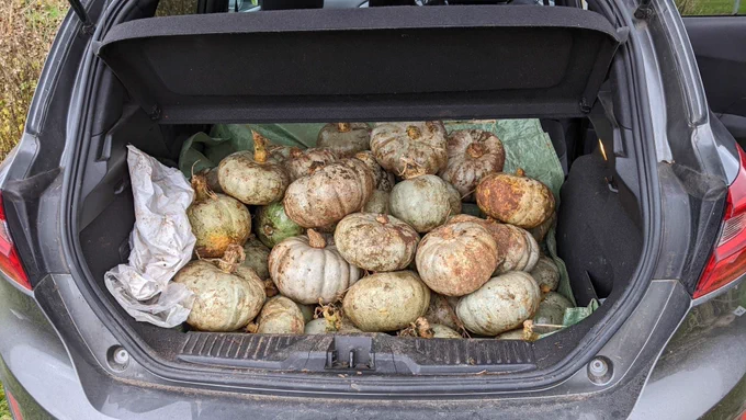 A car boot full of gleaned pumpkins. The pumpkins are of a pale colour, most with a hint of green.