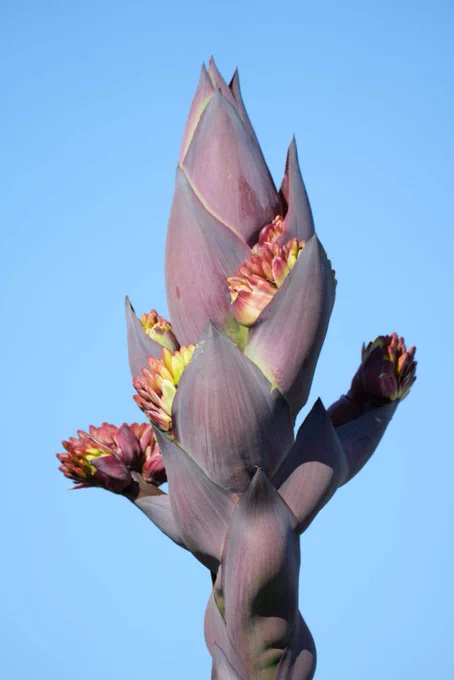 A reddish bulb is just slightly open. Vibrant yellow with red flowers are barely visible, poking out of the layered leaves.