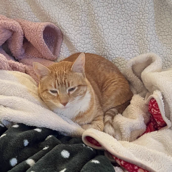 an orange cat is literally surrounded by comfy blankies but somehow manages to look like life is tough