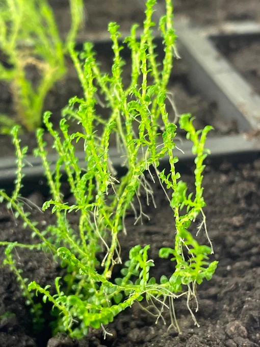 Green branching shoots of Selaginella apoda