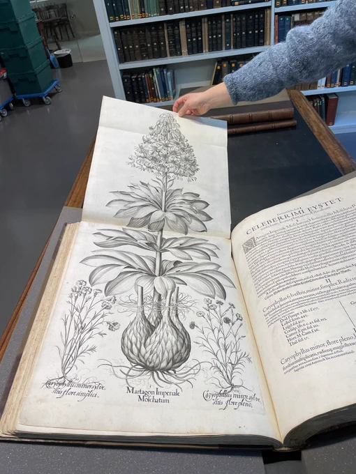 Black and white drawing of large plant showing bulb, leaves and flower with a Latin desciption to the side